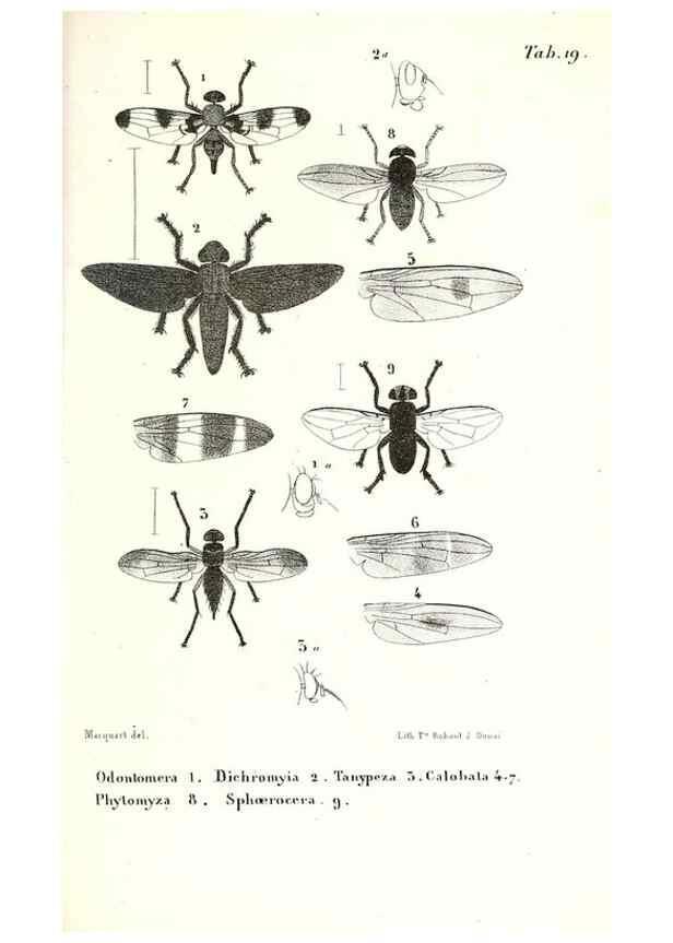 Reproducción/Reproduction 48601949631: Diptères exotiques nouveaux ou peu connus. Paris :Roret,1838-[43]. 