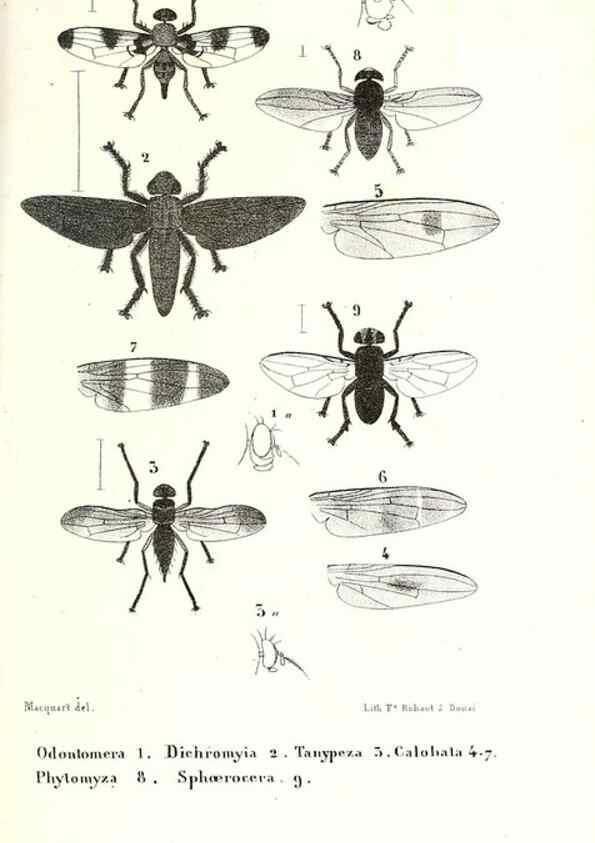 Reproducción/Reproduction 48601949631: Diptères exotiques nouveaux ou peu connus. Paris :Roret,1838-[43]. 