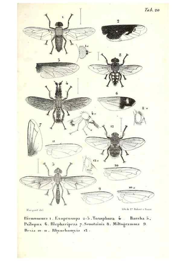 Reproducción/Reproduction 48602085737: Diptères exotiques nouveaux ou peu connus. Paris :Roret,1838-[43]. 