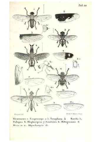 Reproducción/Reproduction 48602085737: Diptères exotiques nouveaux ou peu connus. Paris :Roret,1838-[43]. 