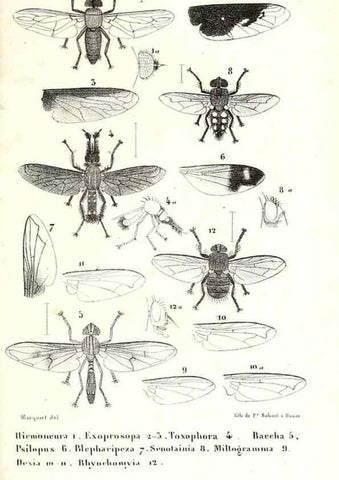 Reproducción/Reproduction 48602085737: Diptères exotiques nouveaux ou peu connus. Paris :Roret,1838-[43]. 