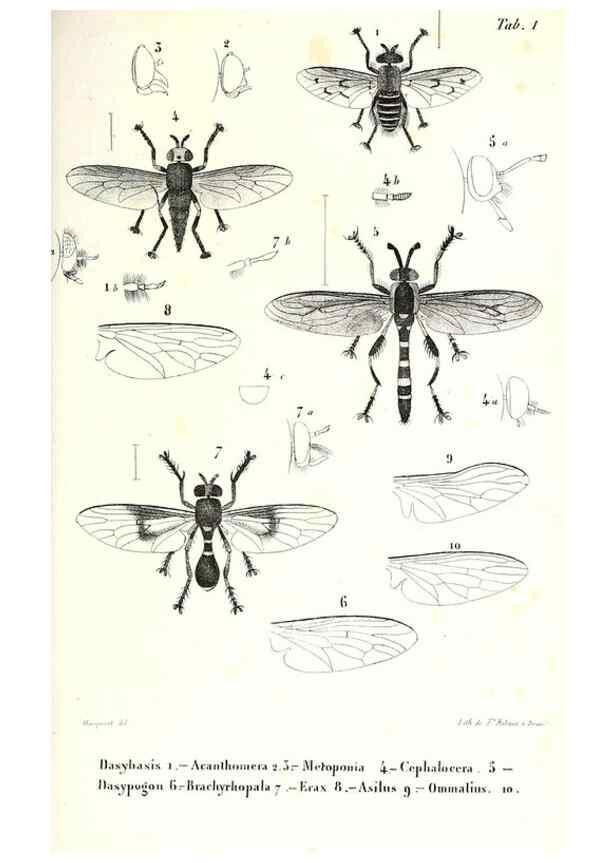 Reproducción/Reproduction 48602086172: Diptères exotiques nouveaux ou peu connus. Paris :Roret,1838-[43]. 