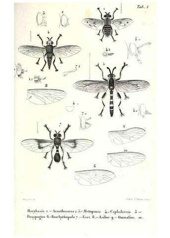 Reproducción/Reproduction 48602086172: Diptères exotiques nouveaux ou peu connus. Paris :Roret,1838-[43]. 