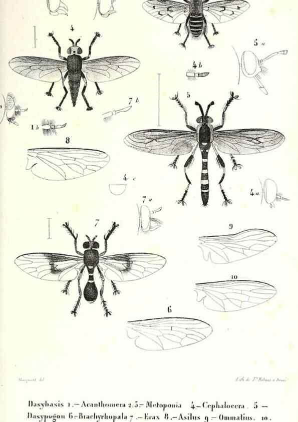 Reproducción/Reproduction 48602086172: Diptères exotiques nouveaux ou peu connus. Paris :Roret,1838-[43]. 