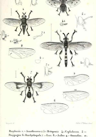 Reproducción/Reproduction 48602086172: Diptères exotiques nouveaux ou peu connus. Paris :Roret,1838-[43]. 