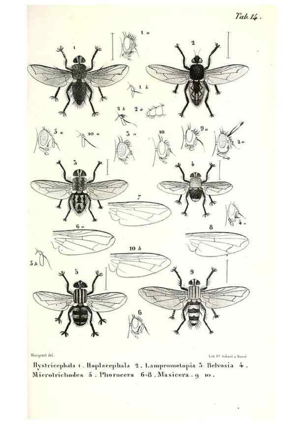 Reproducción/Reproduction 48601946946: Diptères exotiques nouveaux ou peu connus. Paris :Roret,1838-[43]. 