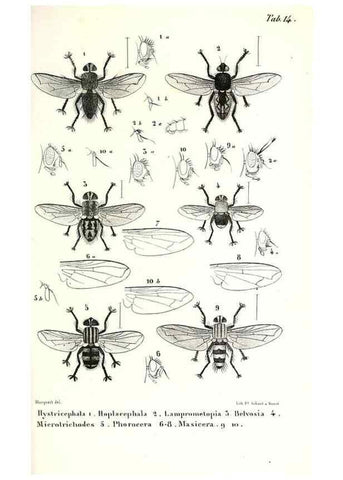 Reproducción/Reproduction 48601946946: Diptères exotiques nouveaux ou peu connus. Paris :Roret,1838-[43]. 