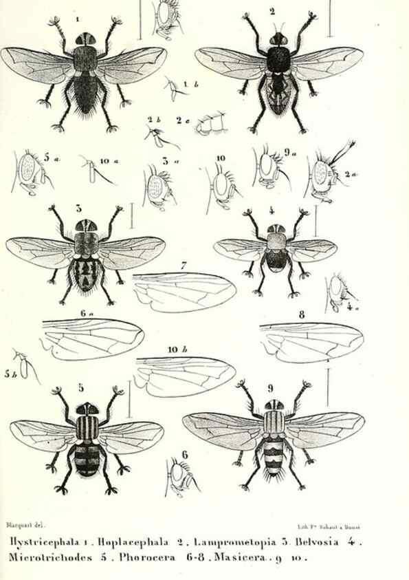 Reproducción/Reproduction 48601946946: Diptères exotiques nouveaux ou peu connus. Paris :Roret,1838-[43]. 