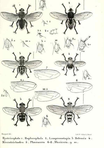 Reproducción/Reproduction 48601946946: Diptères exotiques nouveaux ou peu connus. Paris :Roret,1838-[43]. 