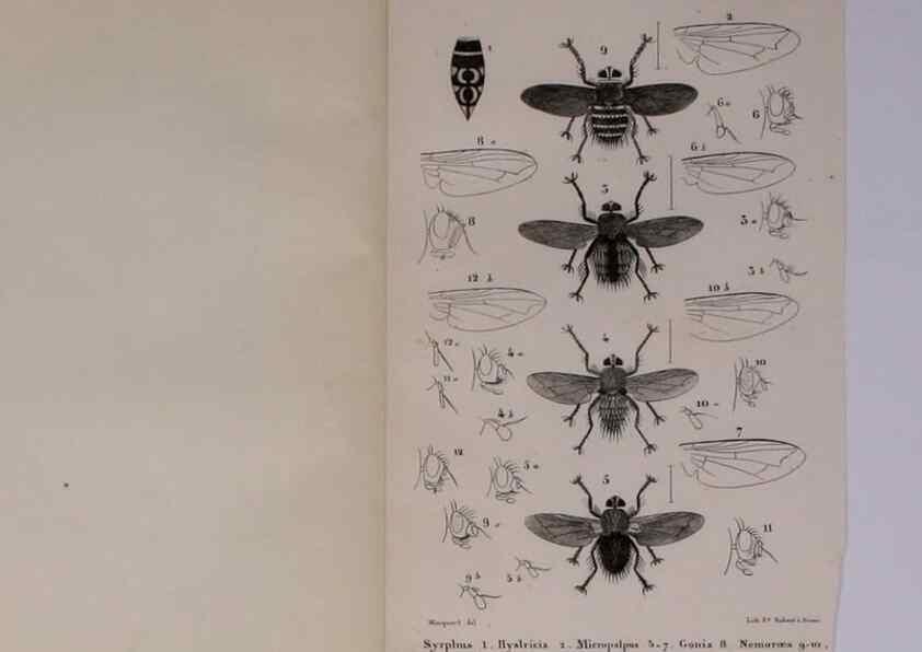 Reproducción/Reproduction 48602176772: Diptères exotiques nouveaux ou peu connus. Paris :Roret,1838-[43]. 