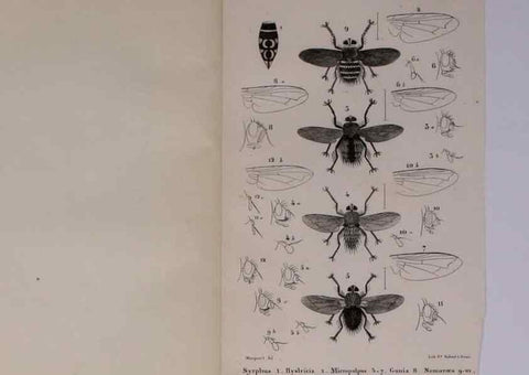 Reproducción/Reproduction 48602176772: Diptères exotiques nouveaux ou peu connus. Paris :Roret,1838-[43]. 