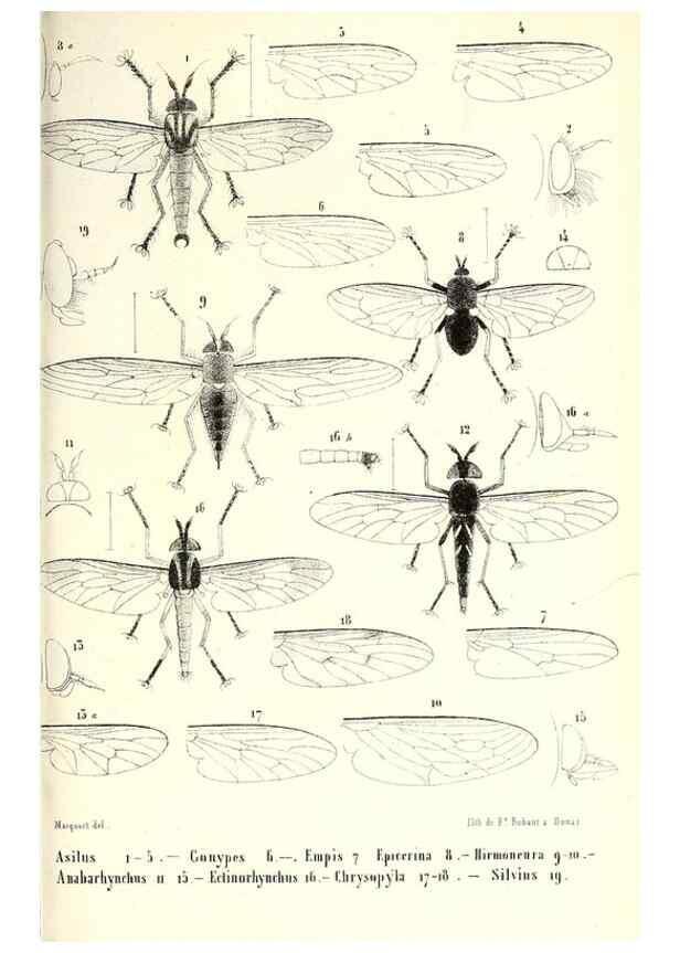Reproducción/Reproduction 48601960821: Diptères exotiques nouveaux ou peu connus. Paris :Roret,1838-[43]. 