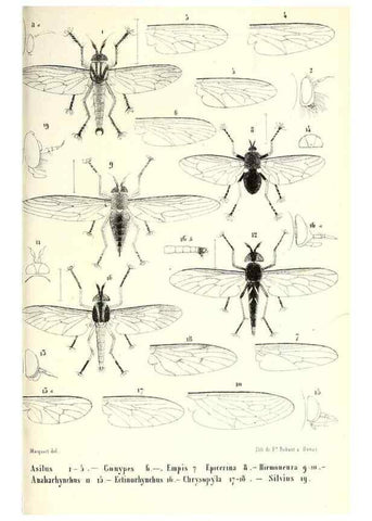 Reproducción/Reproduction 48601960821: Diptères exotiques nouveaux ou peu connus. Paris :Roret,1838-[43]. 