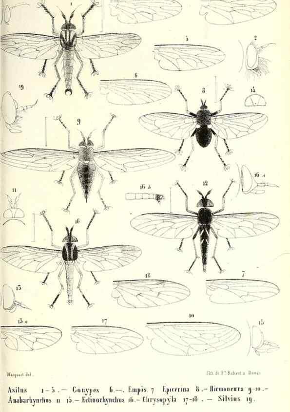 Reproducción/Reproduction 48601960821: Diptères exotiques nouveaux ou peu connus. Paris :Roret,1838-[43]. 