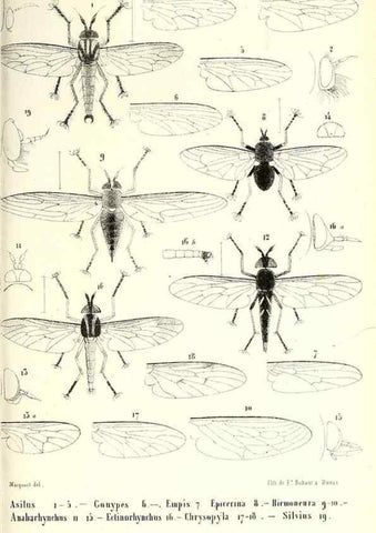 Reproducción/Reproduction 48601960821: Diptères exotiques nouveaux ou peu connus. Paris :Roret,1838-[43]. 