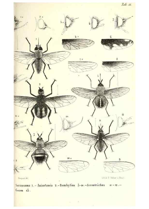 Reproducción/Reproduction 48602097317: Diptères exotiques nouveaux ou peu connus. Paris :Roret,1838-[43]. 