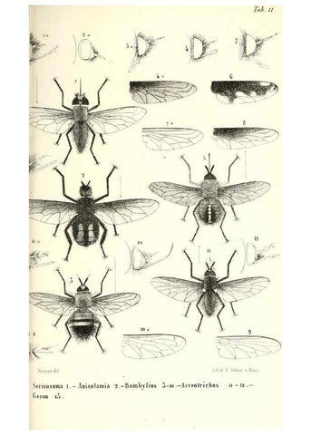 Reproducción/Reproduction 48602097317: Diptères exotiques nouveaux ou peu connus. Paris :Roret,1838-[43]. 