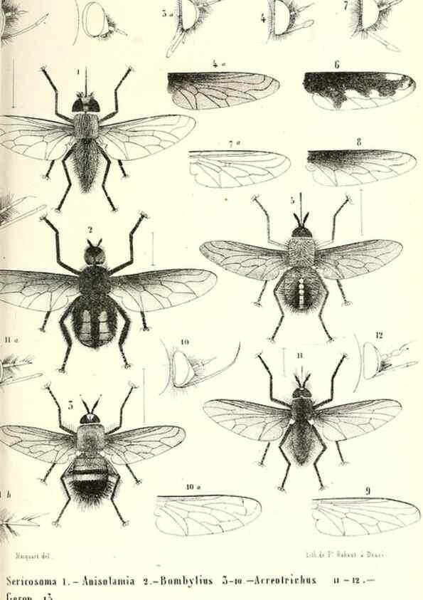 Reproducción/Reproduction 48602097317: Diptères exotiques nouveaux ou peu connus. Paris :Roret,1838-[43]. 