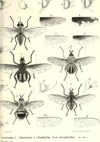 Reproducción/Reproduction 48602097317: Diptères exotiques nouveaux ou peu connus. Paris :Roret,1838-[43]. 