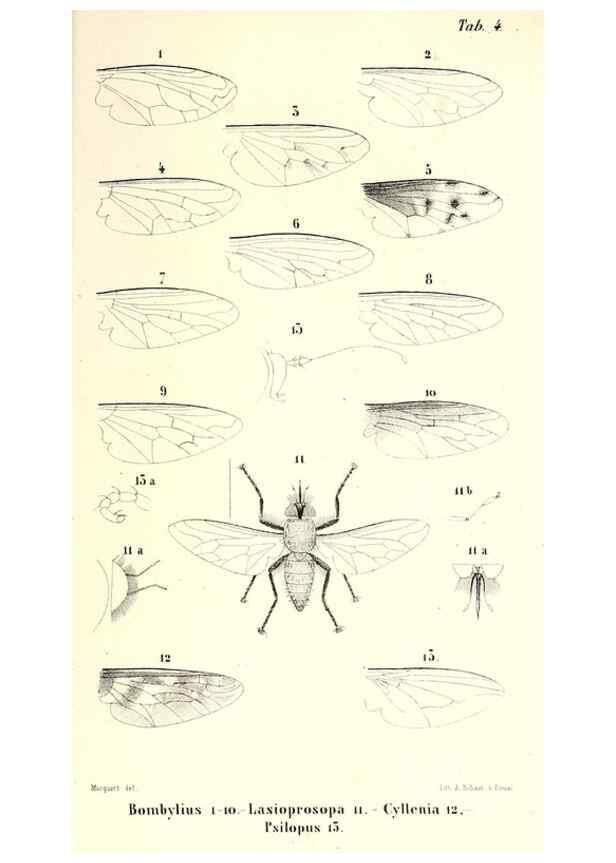Reproducción/Reproduction 48602107447: Diptères exotiques nouveaux ou peu connus. Paris :Roret,1838-[43]. 