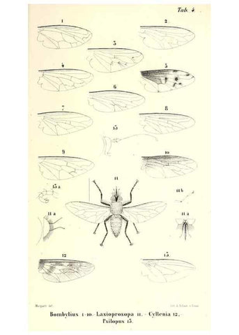 Reproducción/Reproduction 48602107447: Diptères exotiques nouveaux ou peu connus. Paris :Roret,1838-[43]. 