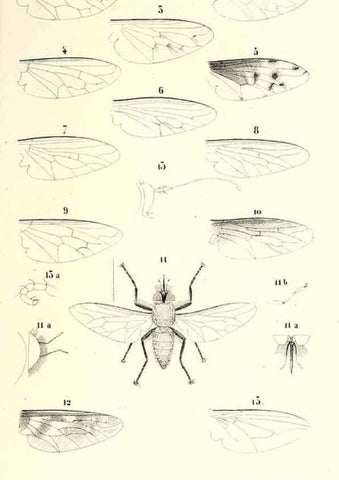 Reproducción/Reproduction 48602107447: Diptères exotiques nouveaux ou peu connus. Paris :Roret,1838-[43]. 