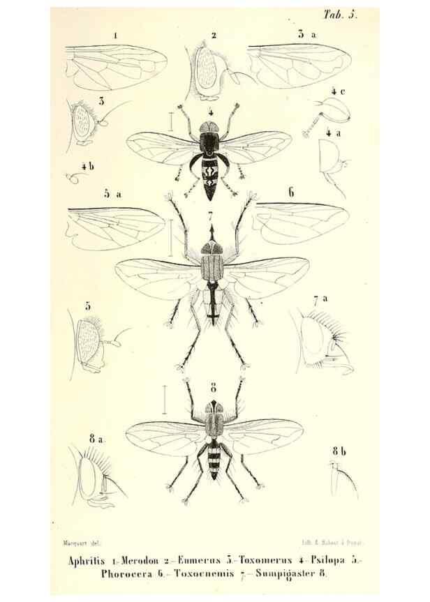Reproducción/Reproduction 48602107807: Diptères exotiques nouveaux ou peu connus. Paris :Roret,1838-[43]. 