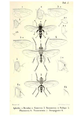 Reproducción/Reproduction 48602107807: Diptères exotiques nouveaux ou peu connus. Paris :Roret,1838-[43]. 