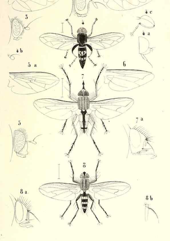 Reproducción/Reproduction 48602107807: Diptères exotiques nouveaux ou peu connus. Paris :Roret,1838-[43]. 