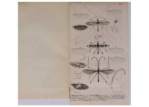 Reproducción/Reproduction 48602172817: Diptères exotiques nouveaux ou peu connus. Paris :Roret,1838-[43]. 