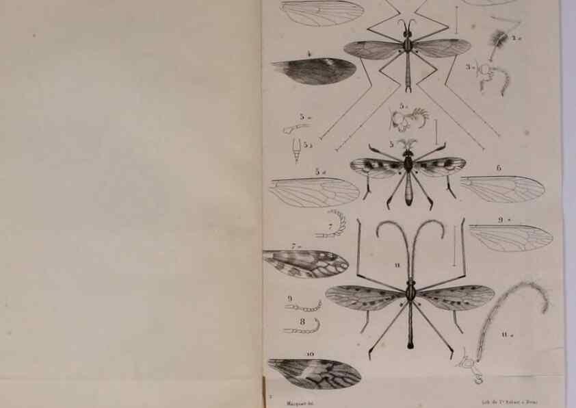 Reproducción/Reproduction 48602172817: Diptères exotiques nouveaux ou peu connus. Paris :Roret,1838-[43]. 