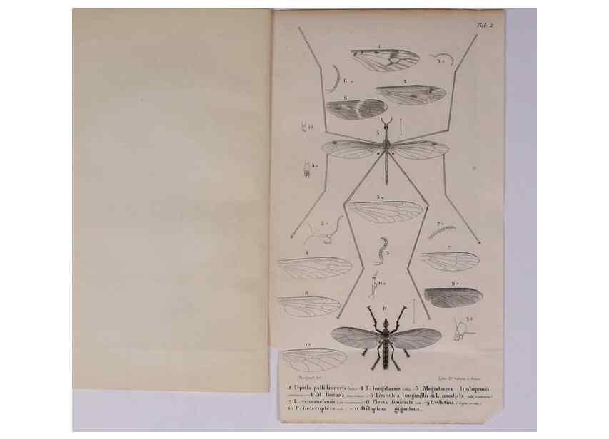 Reproducción/Reproduction 48602173192: Diptères exotiques nouveaux ou peu connus. Paris :Roret,1838-[43]. 