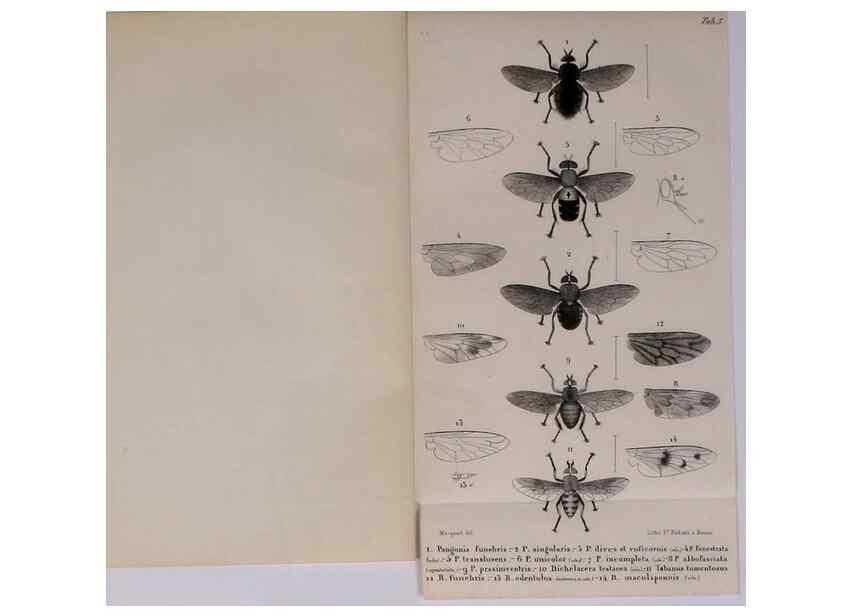 Reproducción/Reproduction 48602037726: Diptères exotiques nouveaux ou peu connus. Paris :Roret,1838-[43]. 