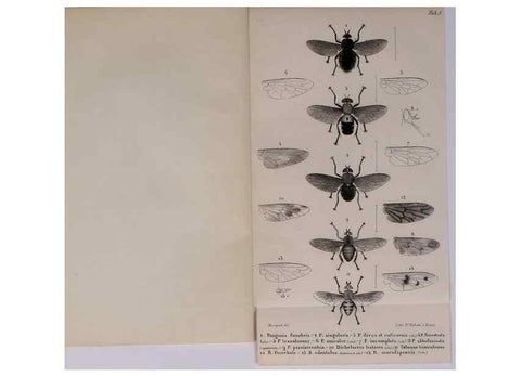 Reproducción/Reproduction 48602037726: Diptères exotiques nouveaux ou peu connus. Paris :Roret,1838-[43]. 