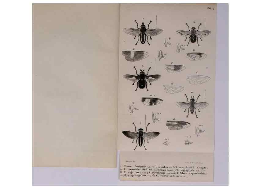 Reproducción/Reproduction 48602173737: Diptères exotiques nouveaux ou peu connus. Paris :Roret,1838-[43]. 