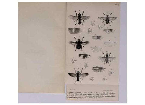Reproducción/Reproduction 48602173737: Diptères exotiques nouveaux ou peu connus. Paris :Roret,1838-[43]. 