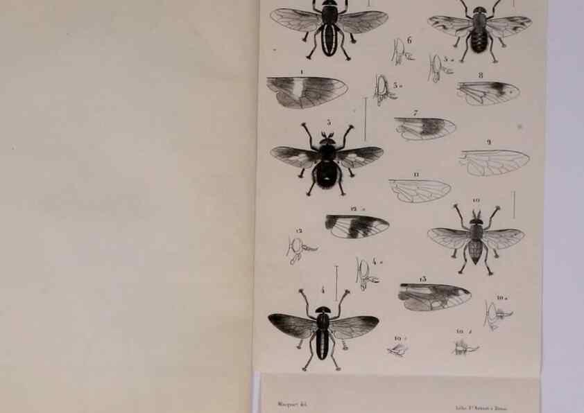 Reproducción/Reproduction 48602173737: Diptères exotiques nouveaux ou peu connus. Paris :Roret,1838-[43]. 