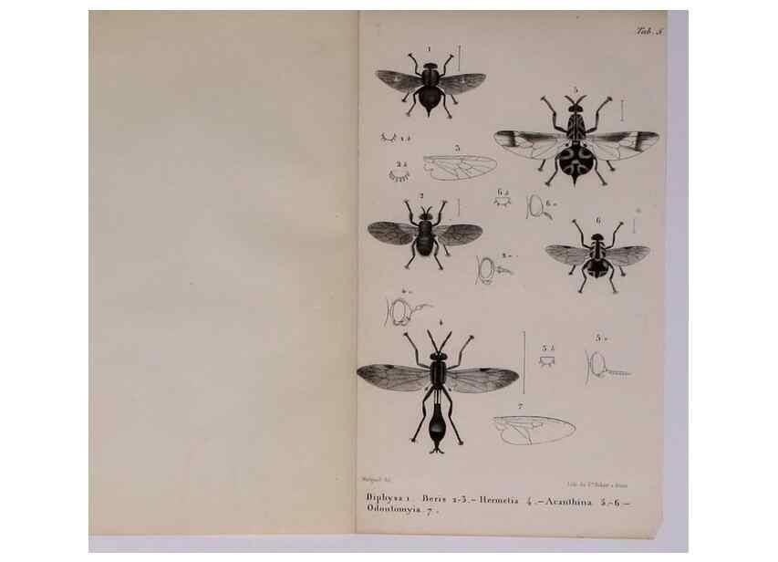 Reproducción/Reproduction 48602174147: Diptères exotiques nouveaux ou peu connus. Paris :Roret,1838-[43]. 