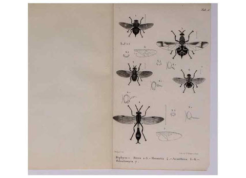 Reproducción/Reproduction 48602174147: Diptères exotiques nouveaux ou peu connus. Paris :Roret,1838-[43]. 