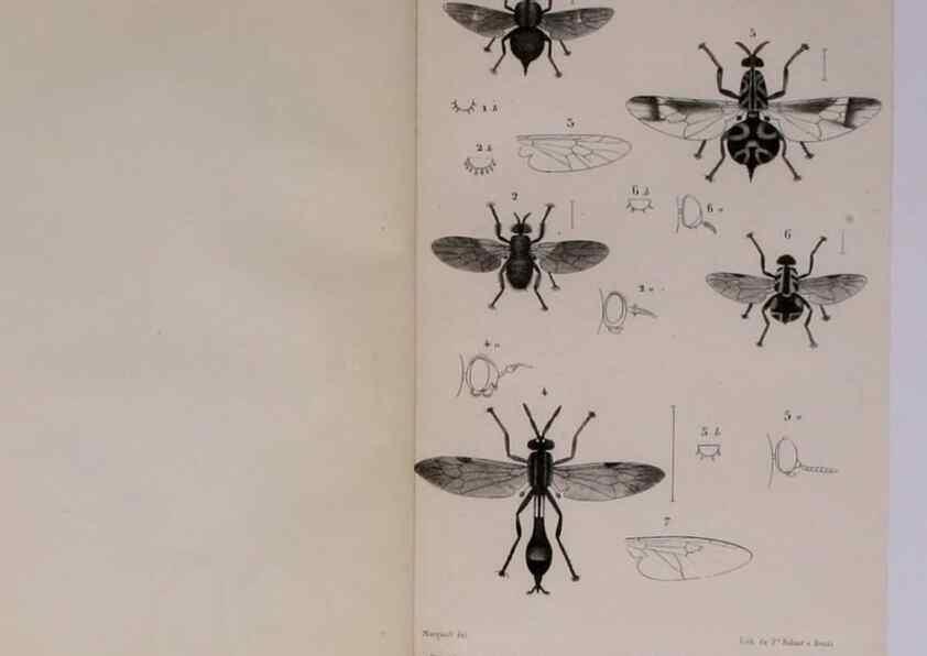 Reproducción/Reproduction 48602174147: Diptères exotiques nouveaux ou peu connus. Paris :Roret,1838-[43]. 