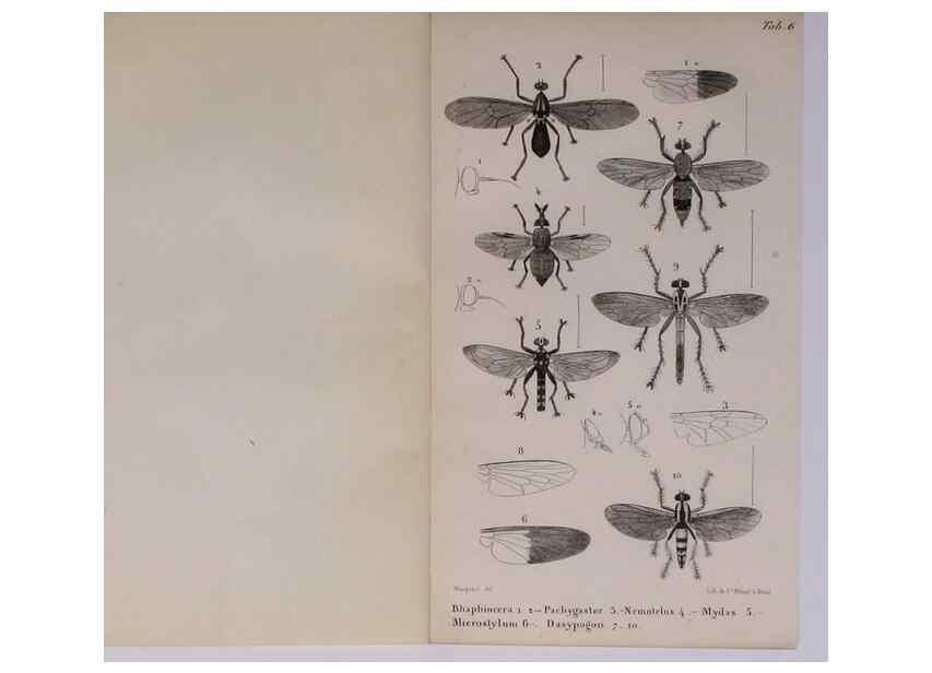Reproducción/Reproduction 48602174492: Diptères exotiques nouveaux ou peu connus. Paris :Roret,1838-[43]. 