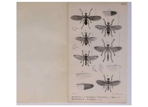 Reproducción/Reproduction 48602174492: Diptères exotiques nouveaux ou peu connus. Paris :Roret,1838-[43]. 