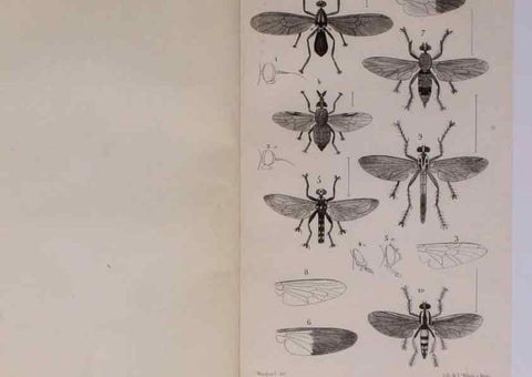 Reproducción/Reproduction 48602174492: Diptères exotiques nouveaux ou peu connus. Paris :Roret,1838-[43]. 