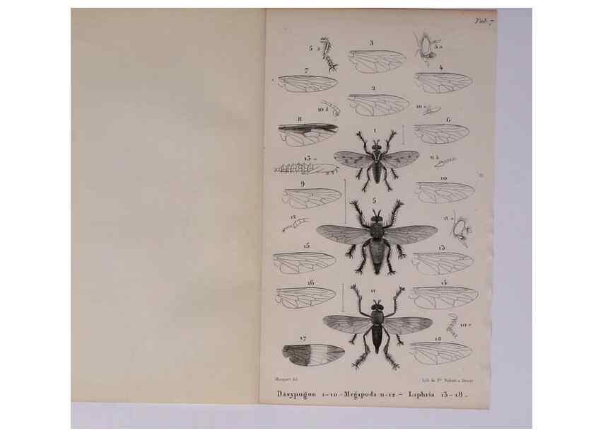 Reproducción/Reproduction 48602174792: Diptères exotiques nouveaux ou peu connus. Paris :Roret,1838-[43]. 