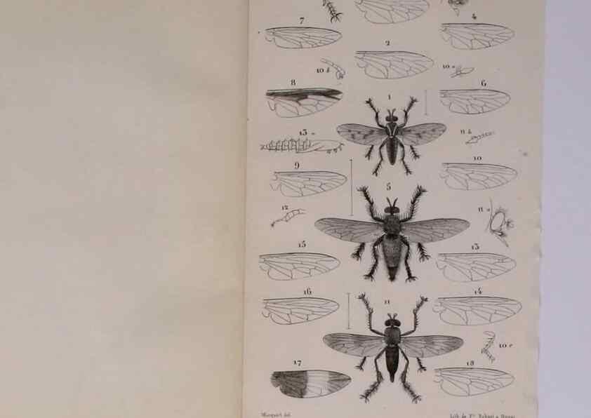 Reproducción/Reproduction 48602174792: Diptères exotiques nouveaux ou peu connus. Paris :Roret,1838-[43]. 