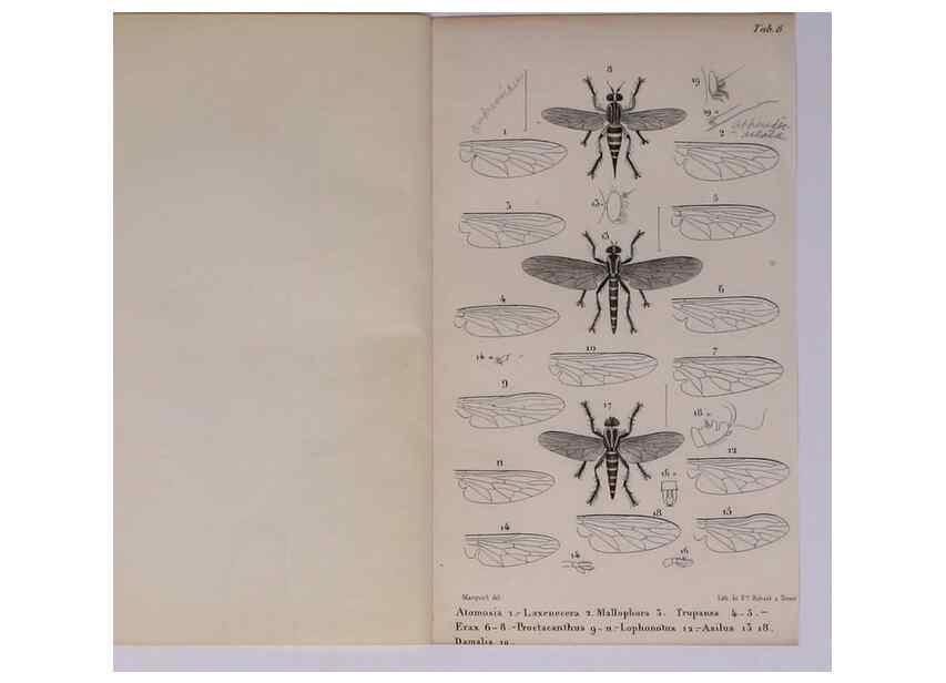Reproducción/Reproduction 48602039506: Diptères exotiques nouveaux ou peu connus. Paris :Roret,1838-[43]. 
