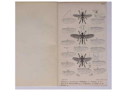 Reproducción/Reproduction 48602039506: Diptères exotiques nouveaux ou peu connus. Paris :Roret,1838-[43]. 