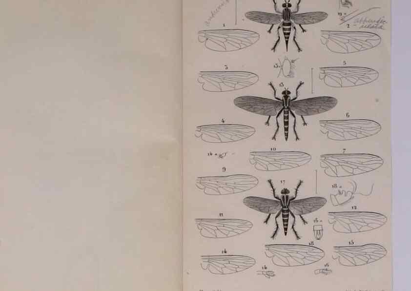 Reproducción/Reproduction 48602039506: Diptères exotiques nouveaux ou peu connus. Paris :Roret,1838-[43]. 