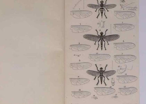 Reproducción/Reproduction 48602039506: Diptères exotiques nouveaux ou peu connus. Paris :Roret,1838-[43]. 