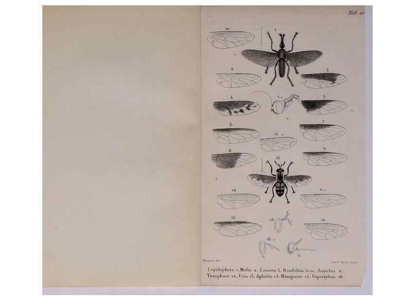 Reproducción/Reproduction 48602175952: Diptères exotiques nouveaux ou peu connus. Paris :Roret,1838-[43]. 